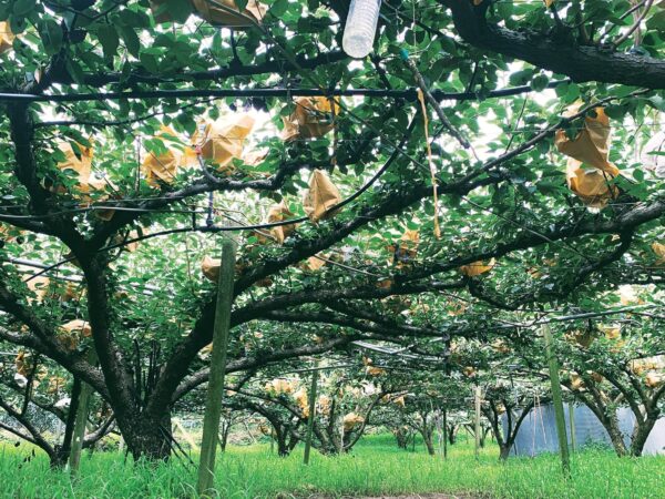 限量超值｜惜福回饋箱