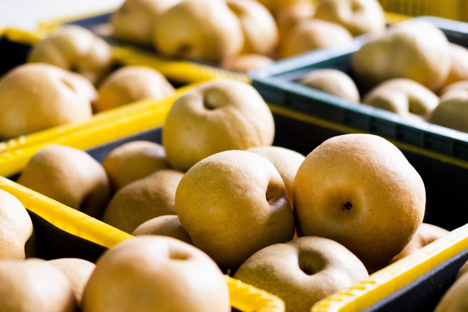 世界首創｜寶島甘露梨