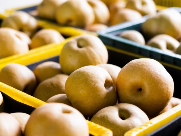 世界首創｜寶島甘露梨